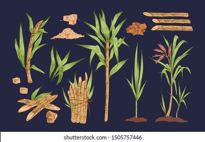 Hand drawn vector collection of sugar cane sprigs, stalks and leaves isolated illustrations. Realistic, detailed, colorful set of organic, tropical sugarcane plant. Vintage botanical drawing.