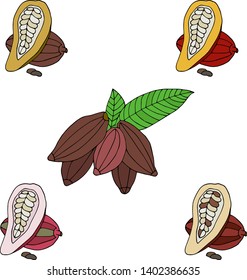 Hand drawn vector color cacao beans collection.