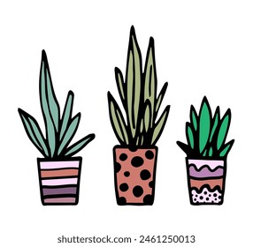 Hand drawn vector color illustration with black outline. Indoor plants in pots, long leaves. Flowers for home, interior.