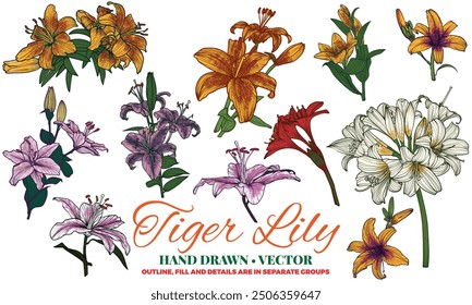 Hand drawn vector colored tiger lilies. Summer flowers drawn with warm colors such as orange, pink, red and green. Easy to edit, assets, outlines, fills in different groups.