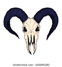 Hand drawn vector colorful illustration of goat skull Isolated on white background. Outline ram cranium in color.