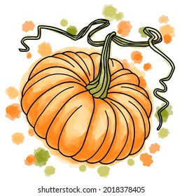 Hand drawn vector of colorful pumpkin. Stock illustration of thanksgiving vegetable.