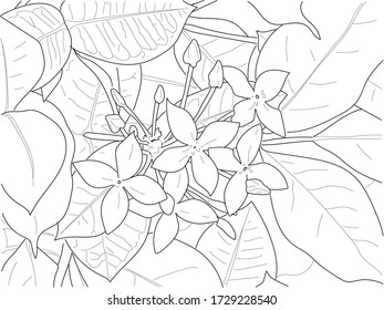 Hand drawn vector coloring book for children and adults - Tropical flowers and leaves. Line art illustration. Meditation 