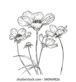 Hand drawn vector with cosmos flowers. Floral natural design. Graphic, sketch drawing.