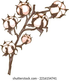 Hand drawn vector cotton branch, cotton flower Colored flat illustration on white background. Suitable for printing, banners, signs. 