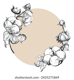 Hand drawn vector cotton branch. Cotton seeds in vintage style with engraving. Round frame. Drawing in retro engraving style. Illustration for the label.