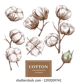 Hand drawn vector cotton branches collection. Natural botanical eco illustration 