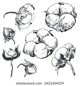 Conjunto de flores de algodón vector dibujado a mano. Semillas de algodón de estilo vintage con grabado. Materias primas para la producción de lana y tejidos de algodón. Dibujo en estilo de grabado retro.