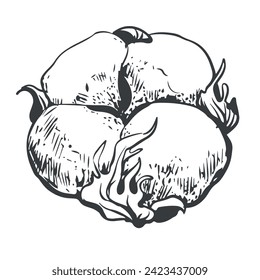 Hand drawn vector cotton flower. Cotton seeds in vintage style with engraving. Raw materials for the production of cotton wool and fabrics. Drawing in retro engraving style. Illustration for label.
