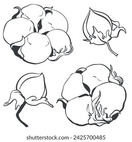Hand drawn vector cotton flower set. Simple vector line sketch on white background. Raw materials for the production of cotton wool and fabrics. Illustration for the label.