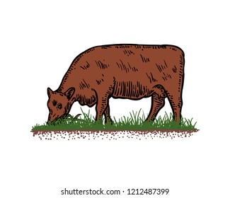 Hand Drawn Vector Cow Farm Eating the Grass Sign Symbol Company Logo Template Design Inspiration