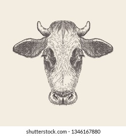 Hand Drawn Vector Cow Head Illustration Stock Vector (Royalty Free ...