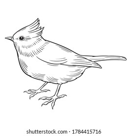 Hand drawn vector of crested tit isolated on white background for coloring page. Black and white  stock illustration of bird for coloring book.