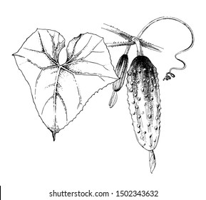 Hand drawn vector cucumber branch. Vector illustration