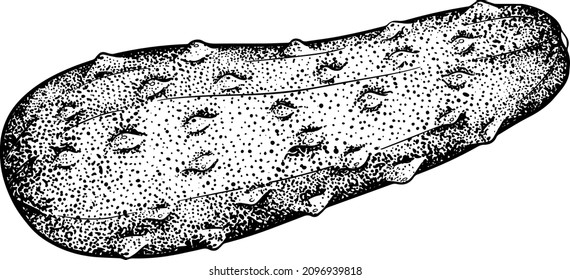 Hand drawn, vector cucumber. Vegetable sketch style illustration. Detailed cucumbers drawing. Farm market product.