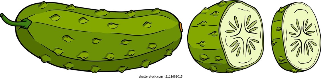 Hand drawn, vector cucumber. Vegetable colored illustration. Detailed cucumbers drawing. Farm market product.