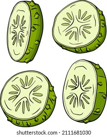 Hand drawn, vector cucumber. Vegetable colored illustration. Detailed cucumbers drawing. Farm market product.