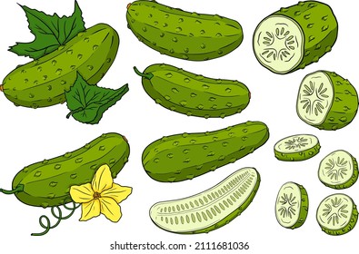 Hand drawn, vector cucumber. Vegetable colored illustration. Detailed cucumbers drawing. Farm market product.