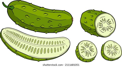 Hand drawn, vector cucumber. Vegetable colored illustration. Detailed cucumbers drawing. Farm market product.