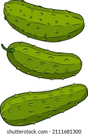 Hand drawn, vector cucumber. Vegetable colored illustration. Detailed cucumbers drawing. Farm market product.
