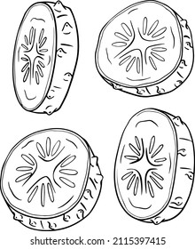 Hand drawn, vector cucumber. Vegetable coloring pages. Detailed cucumbers drawing. Farm market product.