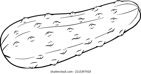 Hand drawn, vector cucumber. Vegetable coloring pages. Detailed cucumbers drawing. Farm market product.
