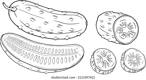 Hand drawn, vector cucumber. Vegetable coloring pages. Detailed cucumbers drawing. Farm market product.