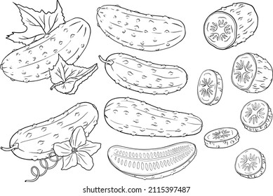 Hand Drawn, Vector Cucumber. Vegetable Coloring Pages. Detailed Cucumbers Drawing. Farm Market Product.