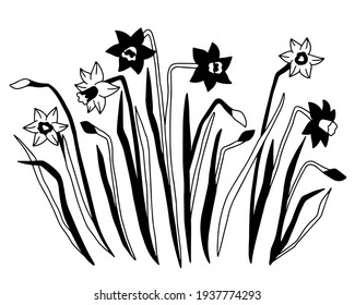 Hand drawn vector of daffodils. Stock illustration of black and white spring flowers.
