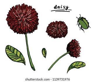 Hand drawn vector daisy sketches set