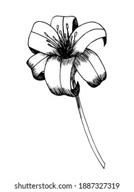 Hand drawn vector day lily sketch. Retro flower sketch of daylily in doodle style. Design for wedding decor, invitations, postcards, textile.