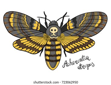 Hand drawn vector dead head butterfly isolated on white background