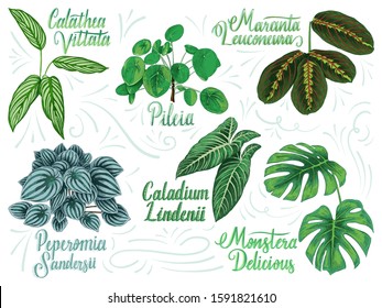 Hand drawn vector decoration house plant collection. Pileia, calathea vittata, monstera delicious, peperomia sandersii, caladium lindenii, maranta leuconeura.