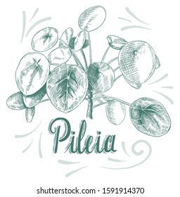 Hand drawn vector decoration house plant. Pileia.