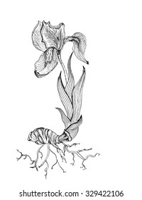 Hand drawn  vector decorative designs of iris flower. Inking sketch.