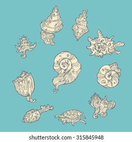 Hand drawn vector decorative sea shells