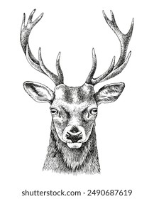 Hand drawn vector deer portrait