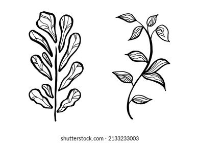 Hand drawn vector design floral elements