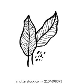 Hand drawn vector design floral elements
