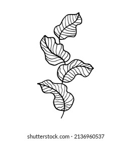 Hand drawn vector design floral elements