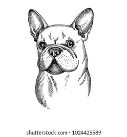 Hand drawn vector dog. French bulldog head isolated on white