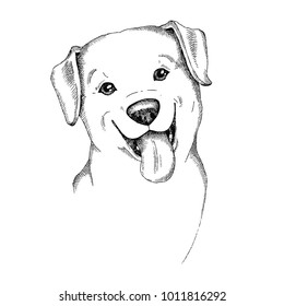Hand drawn vector dog. Labrador head isolated on white