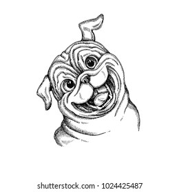 Hand drawn vector dog. Pug head isolated on white
