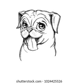 Hand drawn vector dog. Pug head isolated on white