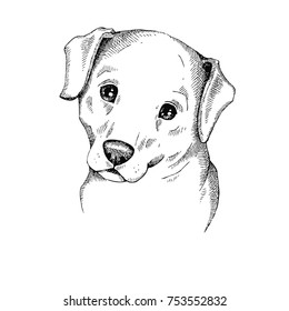 Labrador Puppy Sitting Drawing By Hand Stock Vector (Royalty Free ...