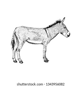 Hand drawn vector of donkey illustration