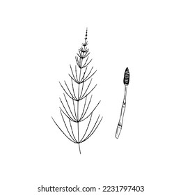 Hand drawn vector doodle illustration. A horsetail isolated on white background.