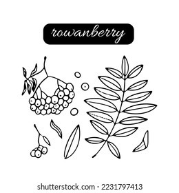 Hand drawn vector doodle illustration. A rowan berries and leaves isolated on white background.