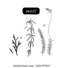 Hand drawn vector doodle illustration. Mosses isolated on white background.