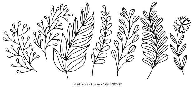 Hand drawn vector of doodle plants. Stock illustration of floral sketch. 